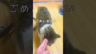 魔貫光殺砲を食らう猫　#ドラゴンボール #魔貫光殺砲 #猫動画