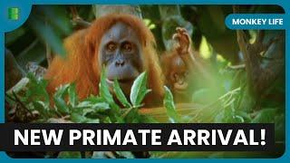 Brian’s New Life Among Chimps - Monkey Life - Documentary