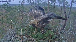 Golden Eagle LVM  Łotwa - Wizyta samicy Spilve & samca Grislis 