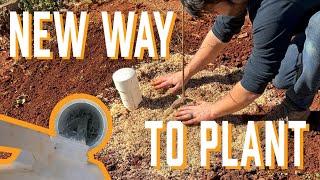 New Way to Plant Fruit Bushes and Trees