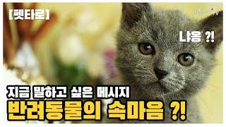 [펫타로] 반려동물의 속마음  당신에게 전하고 싶은 메시지?!