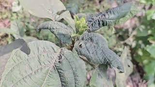 এলার্জি ও চুলকানির কার্যকারী চিকিৎসা