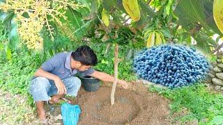 Best Npk Fertilizer For Mango Tree 100% Fast Fruit