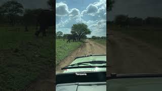 The sweetest elephant crossing the road in the middle of the Serengeti. #serengeti #africansafari