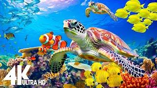 Aquarium 4K VIDEO(ULTRA HD) - Amazing Beautiful Coral Reef Fish - Sleep Relaxing Meditation Music #2