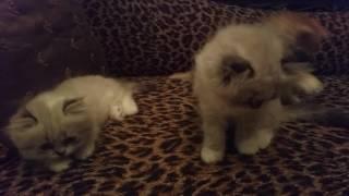 Lambkin kittens at 1am