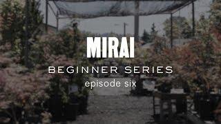 Bonsai Beginner Series - Structural Wiring