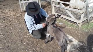 un câlin et ça repart, Hélium de Bel'Âne