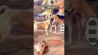 #comedy dog #shortvideo