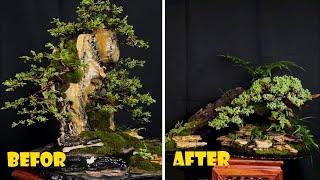 Beautiful miniature bonsai landscapes #01 #LoveBonsai