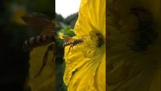 GoPro Macro -Green Bees