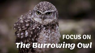 Focus on the Burrowing Owl | An interesting insight to one of the world's smallest owl species