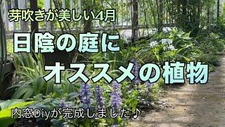 【シェードガーデンにオススメの植物】日陰の庭に向く宿根草/新芽の美しいカラーリーフ/植えっぱなしのシェードガーデン/植えっぱなしで育つ宿根草/ガーデニング/庭作り