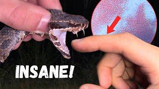 SNAKE VENOM VS HUMAN BLOOD!