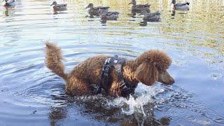 Man Yells At Dog To Get Out of Water With Ducks