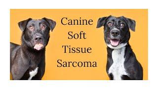 Canine Soft Tissue Sarcoma