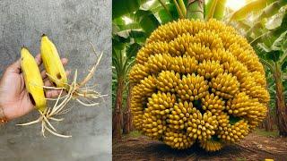 How To Grow Bananas Fruits To Bananas Trees Using Aloe Vera and Egg , grafting bananas trees