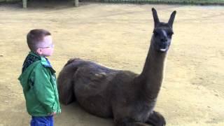 Llama spits in kid's face