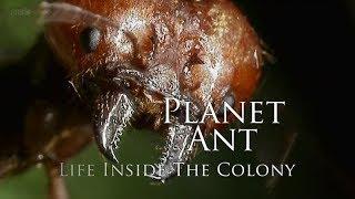 BBC – Planet Ant: Life Inside the Colony (2013) 1080p High Quality