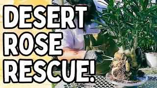 GIANT Desert Rose RESCUE! | FULL VIDEO on How I Pot My Adeniums!