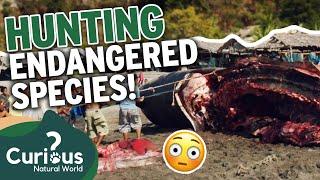 The LAST Location Where WHALING Is Acceptable  | 1000 Days For The Planet | Curious?: Natural World