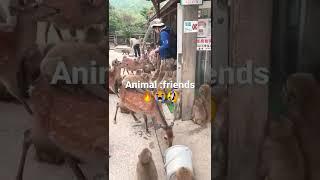 #donkey#monkey#friends#short#funny #ramesh #chander# sheoran#