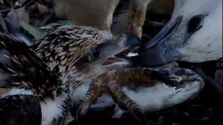 CLOSE MOM FEEDSWHITE BELLIED BREASTED SEA EAGLE22.08.31