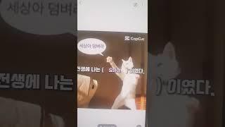 전생의 나는 누구일끼#안녕하세요 죠랭이 떡입니다#캡컷