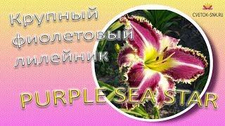 Крупный фиолетовый лилейник PURPLE SEA STAR / Сад Ворошиловой