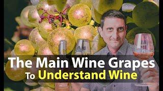 Essential Guide to Wine Grape Variety Names from around the World