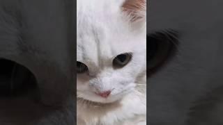 short video. puranshort.white cat.