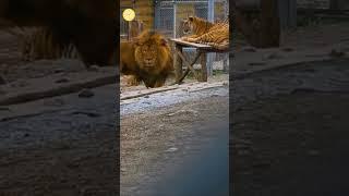 Huge Barbary lion #shorts