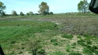 Bald eagle with rabbit