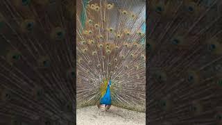 #peafowl #peafowlLoveDance #peacock #beautifulbirds #pets