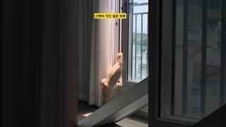 (하린루 TV) 오늘도 산책이 가고싶은 하루 #shorts #강아지 #강아지산책 #말티푸 #maltipoo #puppy #cute