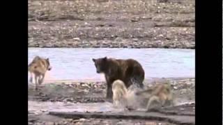 ВОЛЧЬЯ ОХОТА.wmv