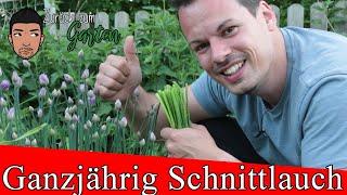 Schnittlauch Anbau, Pflegen, Ernte, Rückschnitt und Blüten