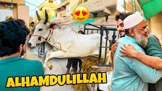 ALHAMDULILLAH QURBANI KA JANWAR LELIA  | MISHKAT KHAN | COW MANDI