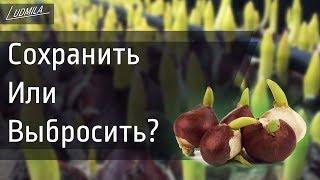 ЧТО ДЕЛАТЬ С ЛУКОВИЦАМИ ТЮЛЬПАНОВ ПОСЛЕ ВЫГОНКИ ?