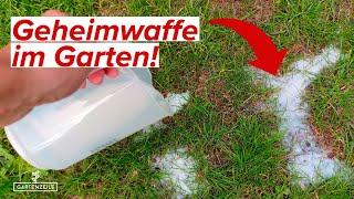 Milch im Garten anwenden - SO VIELFÄLTIG ist MILCH!