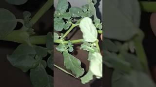 mookirattai keerai in tarraes gardening   like Share 