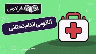 آموزش آناتومی اندام تحتانی