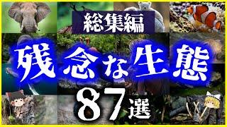 【ゆっくり解説】【総集編】残念で面白い生物たちの「生態」87選を解説【作業用】【睡眠用】