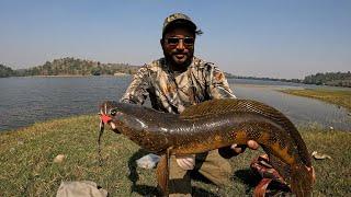 Big Snakehead catching || kaal fishing videos