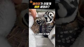 메추라기가 길들여지는 순간