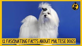 12 Fascinating Facts About Maltese Dogs (#6 Might Surprise You)