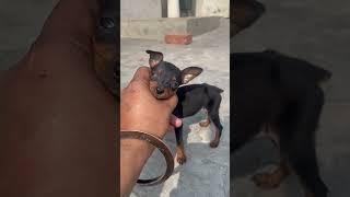 Miniature pinscher pocket size female pup mb9357302307#viralvideo #youtubeshorts #Min pin#dog