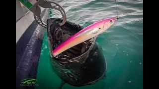 Bluefin Tuna TOPWATER with Jack Fin PELAGUS 200-F