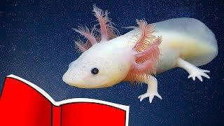 My Top 7 Helpful Resources for Axolotl Care
