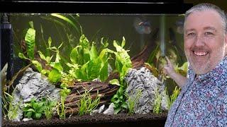 How to Grow Java Fern in an Aquarium